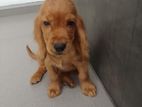 cocker spaniel