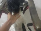 Cocker Spaniel for Kind Home