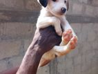 Cocker Spaniel Dog