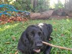 Cocker Spaniel Puppy