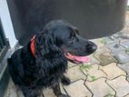 Cocker Spaniel for Kind Home
