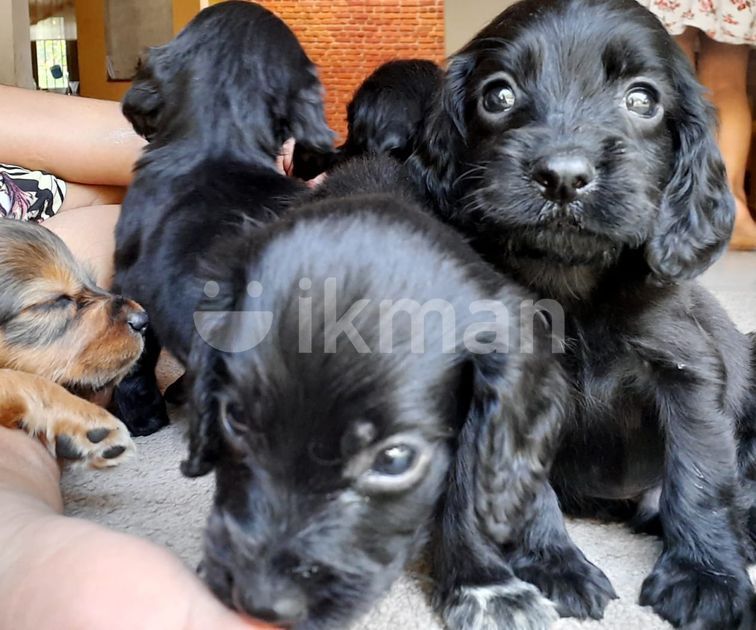 Cocker Spaniel Puppies in Negombo ikman