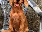 Cocker Spaniel Puppy