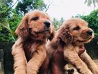 Cocker Spaniel Puppies