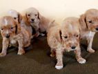 Cocker Spaniel Puppies