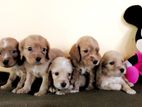 Cocker Spaniel Puppies