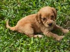 Cocker Spaniel Puppies