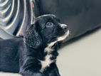 Cocker Spaniel Puppies