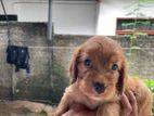 Cocker Spaniel Puppies