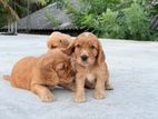 Cocker Spaniel Puppies