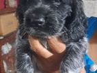 Cocker Spaniel