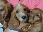 Cocker Spaniel