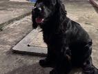 Cocker Spaniel