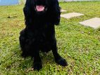 Cocker Spaniel Dog