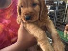 Cocker Spaniels Puppies