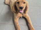 Cocker Spaniel