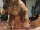 Cocker Spaniel