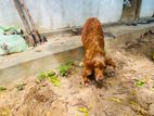 Cocker Spaniel Female Dog