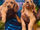 Cocker Spaniel Puppies