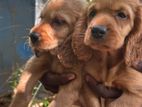 Cocker Spaniel Puppies