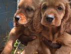 Cocker Spaniel Puppies