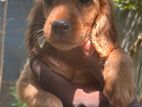 Cocker Spaniel Puppy