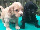 Cocker Spaniel Puppies