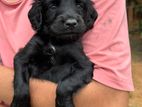 Cocker Spaniel Puppy