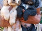 Cocker Spaniel Puppies