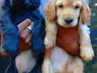 Cocker Spaniel Puppies