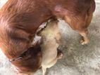 Cocker Spaniel Puppies