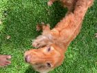Cocker Spaniel Puppies