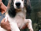 Cocker Spaniel Dog