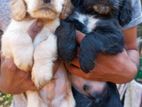 Cocker Spaniel