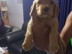 Cocker Spaniel Puppy