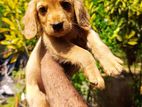 Cocker Spaniel Dog