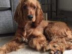 Cocker Spaniel Dog