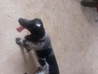 Cocker Spaniel