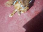 cocker spaniel