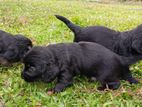 Cocker Spaniel Puppies