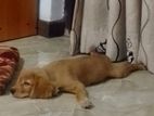 Cocker spaniel Male puppy