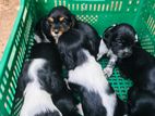 Cocker Spaniel Puppies