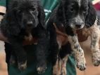 Cocker Spaniel Puppies