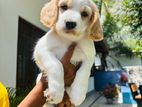Cocker Spaniel Puppies