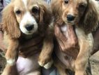 Cocker Spaniel Puppies