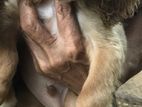 Cocker Spaniel Puppies