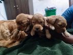 Cocker Spaniel Puppies