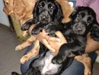 Cocker Spaniel Puppies