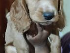 Cocker Spaniel Puppies