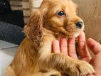 Cocker Spaniel Puppies